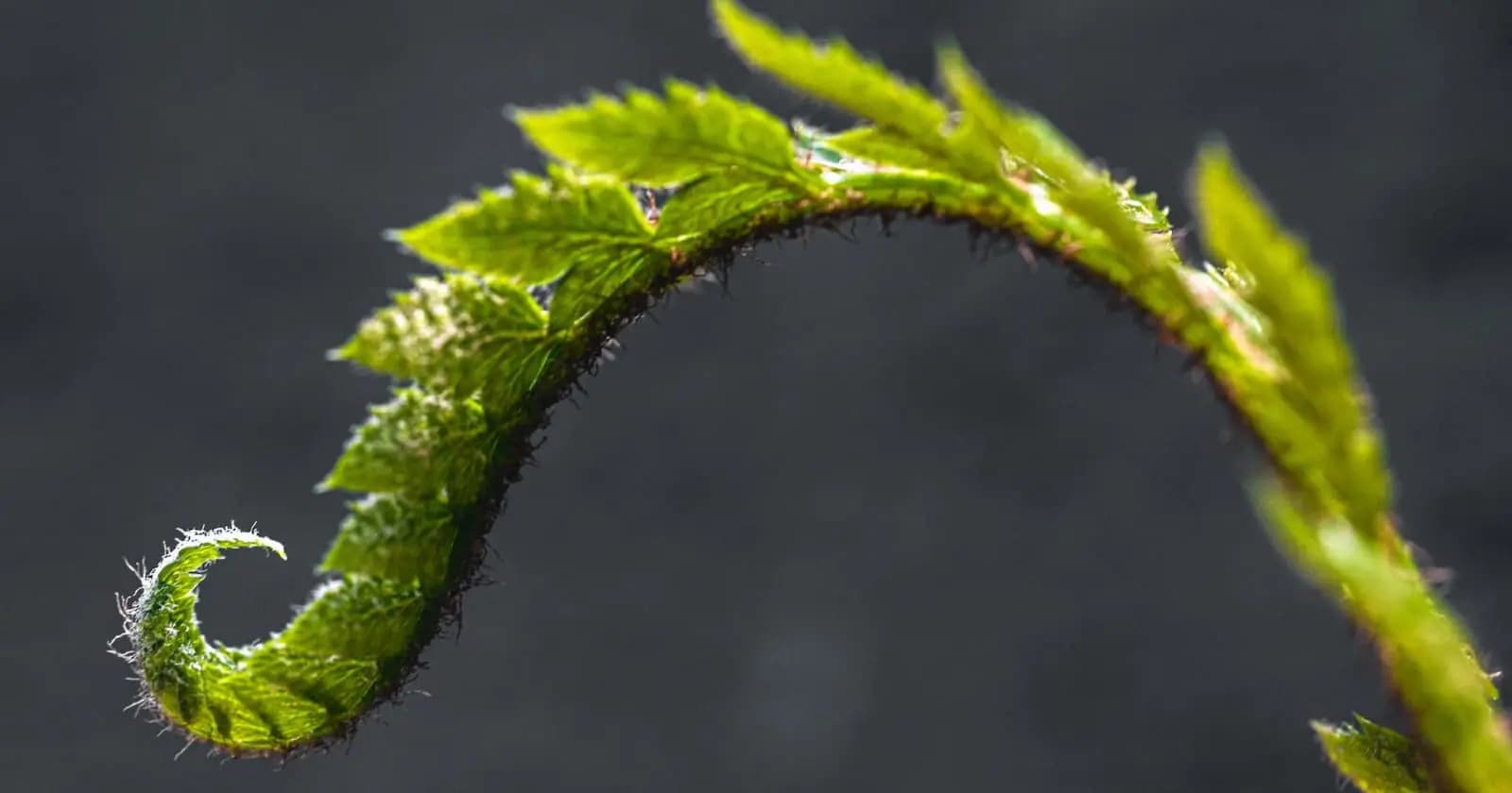 Introduction to cURL